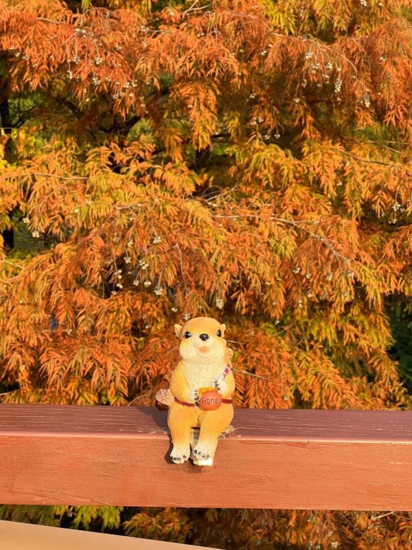 炒股配资网站拾必选配资 已经红了！广州落羽杉，进入最佳观赏期